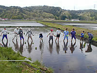 田植え