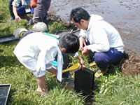 苗箱を洗う