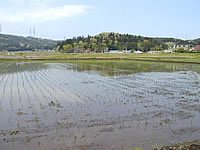 田植えの終わった田んぼ