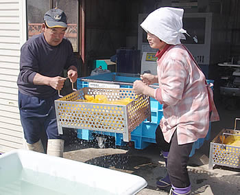 種籾の消毒