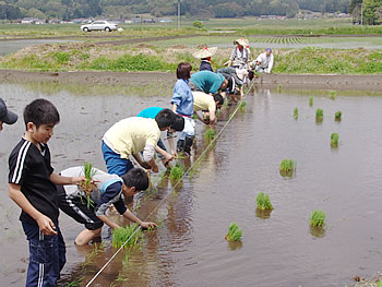 田植え
