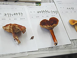 チチタケ