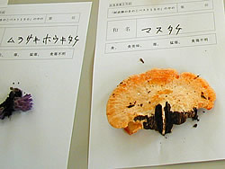 �ޥ�����
