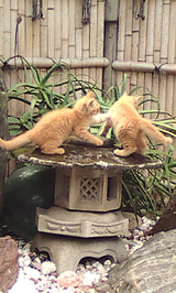 猫パンチ世界一決定戦