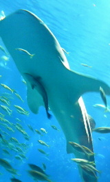 88c46174.jpg