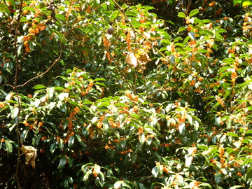 DSCF7969