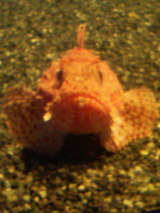 魚1