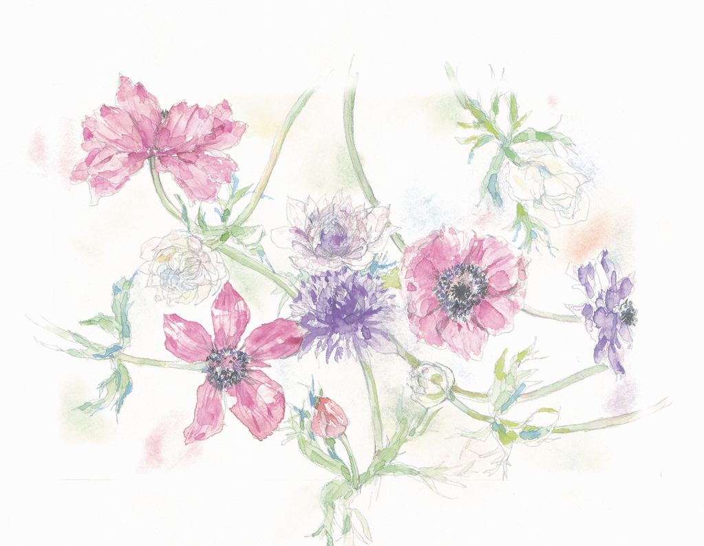 anemone