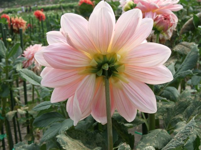 9.daria