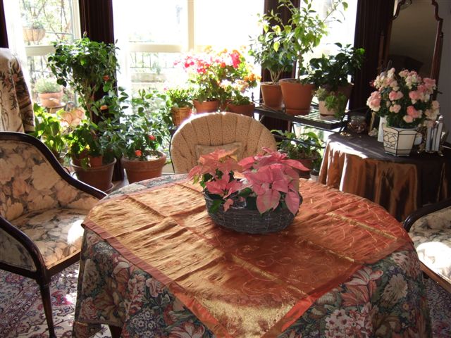 3.pink poinsetia