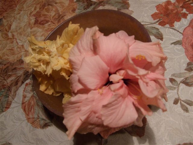Ȭ�ź餭�Υϥ��ӥ�����