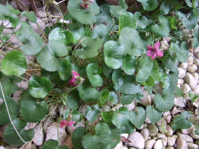 sumire1