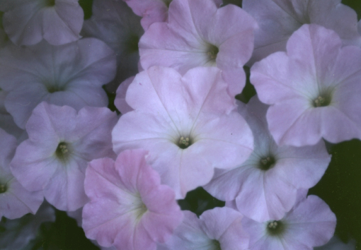 ¥µ¥Õ¥£¥Ë¥¢