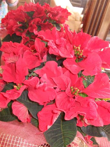 1.poinsetia
