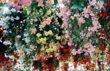 BEGONIA1-2