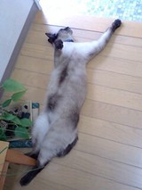 あおむけ