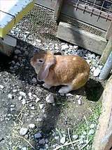 ロップうさぎ