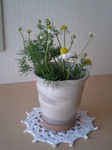 カモミール