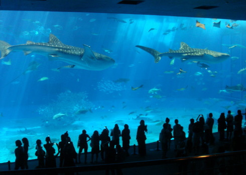 沖縄美ら海水族館@本部町10