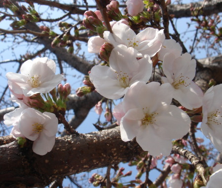 桜10
