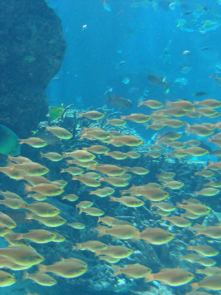 沖縄美ら海水族館@本部町11