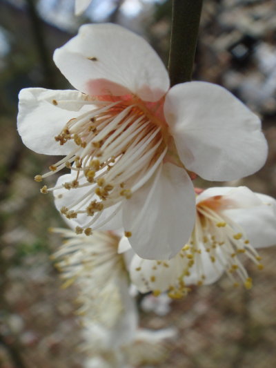 �彣��Ω��ʪ�ۡ�������13