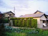 CA332870