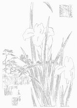「東都木下川杜若」ぬり絵