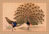 丸山応挙 孔雀図ぬり絵