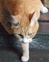 にゃんこ2