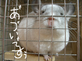 BlogPaint