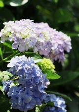 090620-�̳��Ҥ�������-3