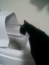 トイレを見つめる猫