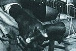 partial hands - estes