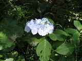 DSC00603