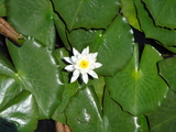 DSC00575
