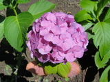 DSC00611