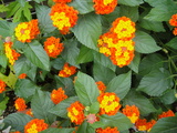 DSC00653