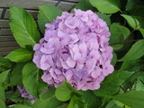 DSC00654