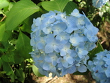 DSC00601