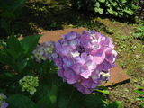 DSC00599