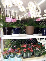 �ե��ޡ����åȥե���