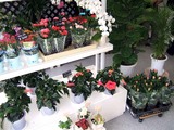 �ե��ޡ����åȥե���
