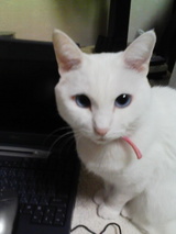 りんちゃん