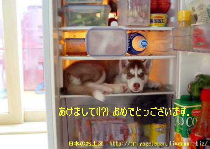 doginr