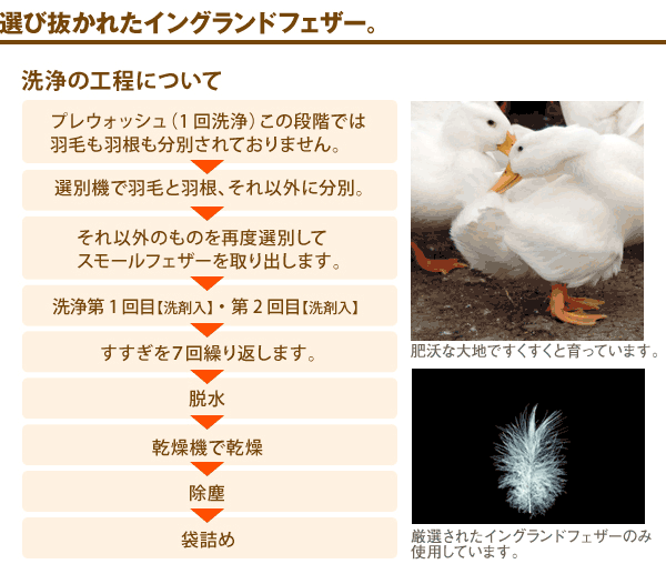 厳選イングランドフェザーno.15