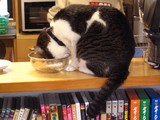 アゴ隠し