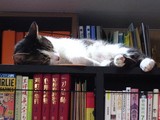 寝正八