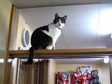 とのうえネコ1