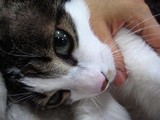 らぶりー正八